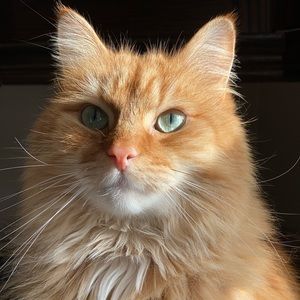 Meet your Posher, Wesley